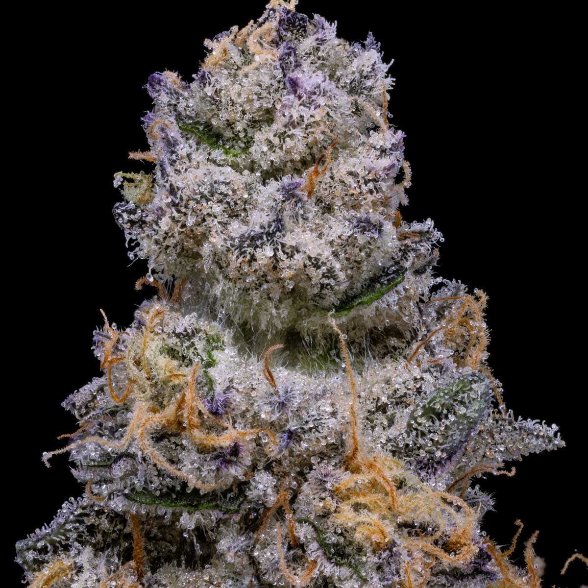 pro gro genetics kush mints marijuana strain