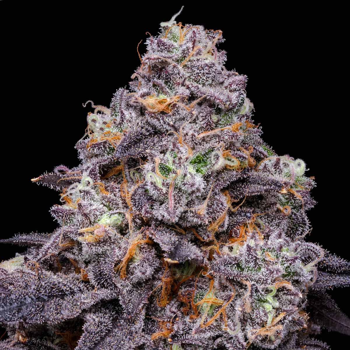 pro gro genetics lunar lemon marijuana strain