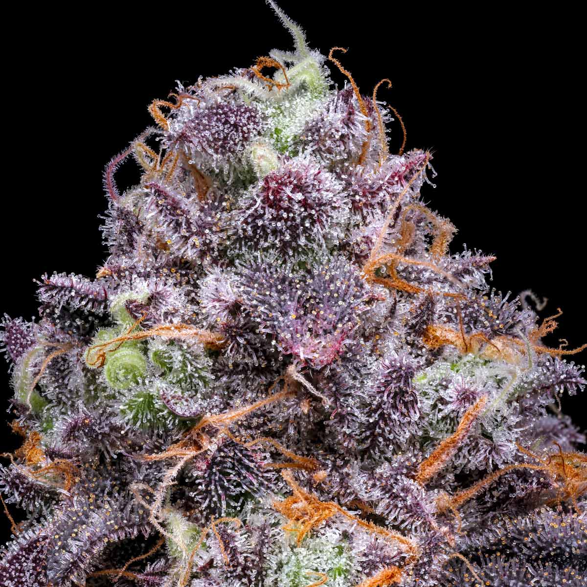 pro gro genetics lunar lemon marijuana strain