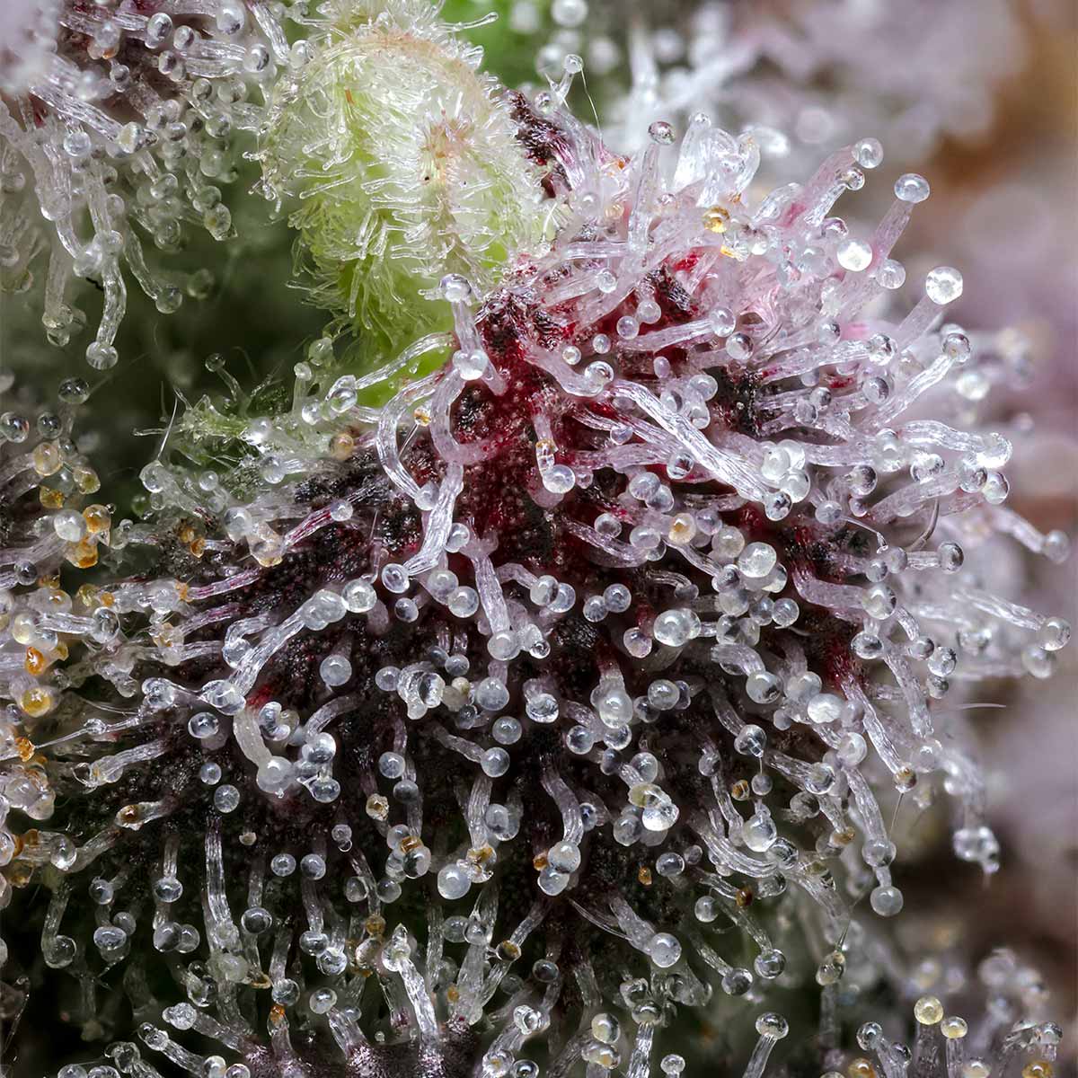 pro gro genetics lunar lemon marijuana strain