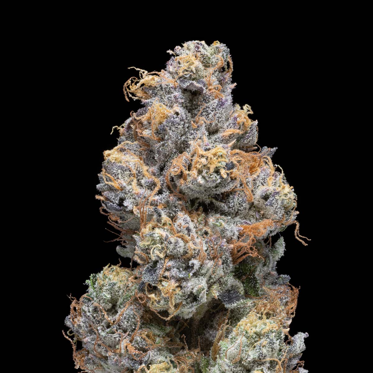 pro gro genetics moonbow 112 cannabis strain