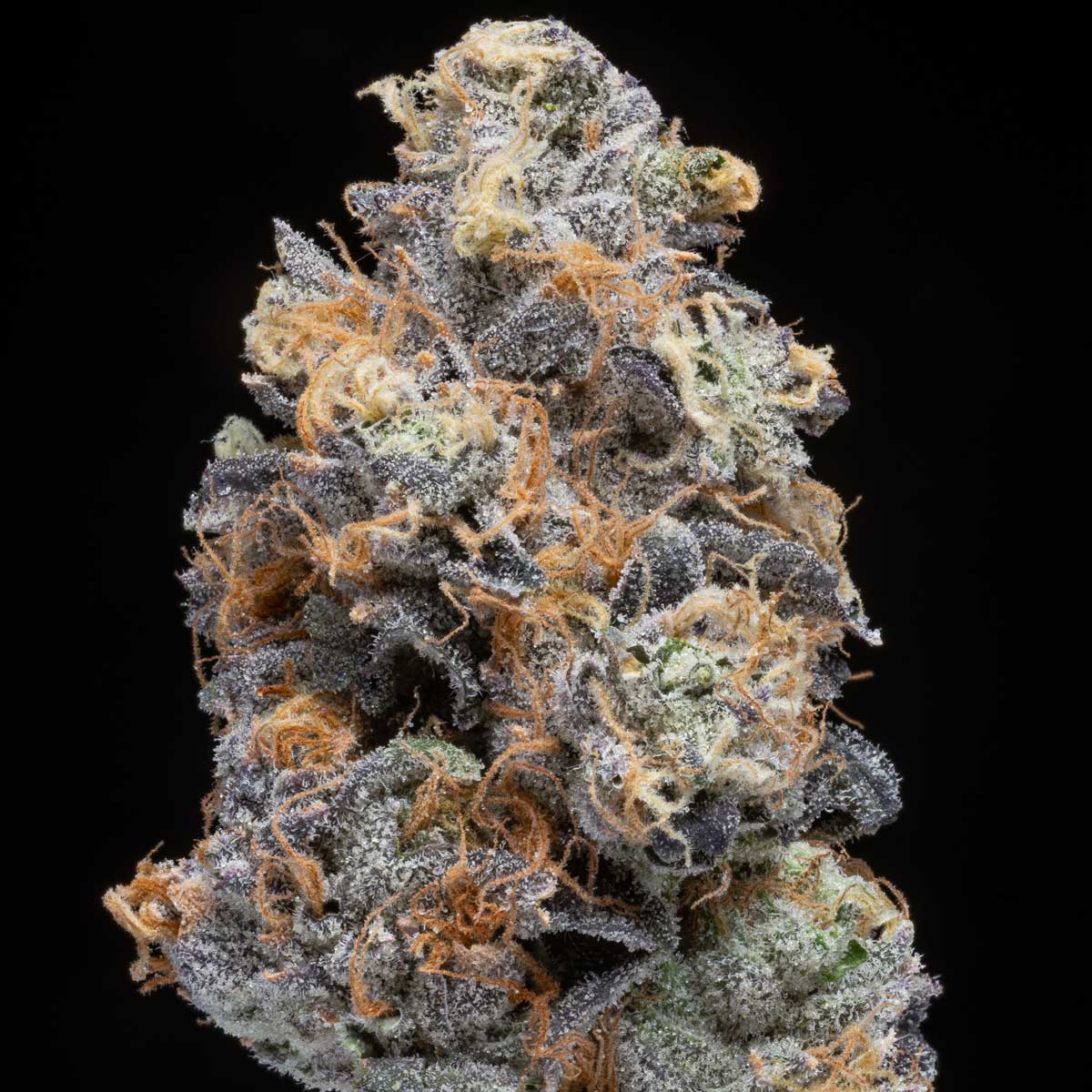 pro gro genetics moonbow 112 cannabis strain