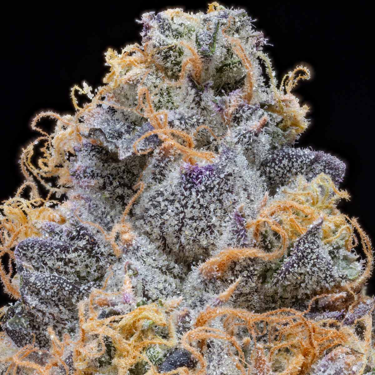 pro gro genetics moonbow 112 cannabis strain