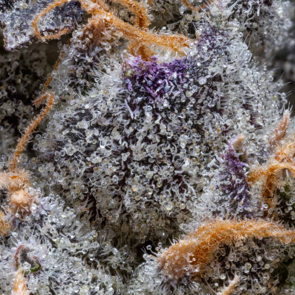 pro gro genetics moonbow 112 cannabis strain