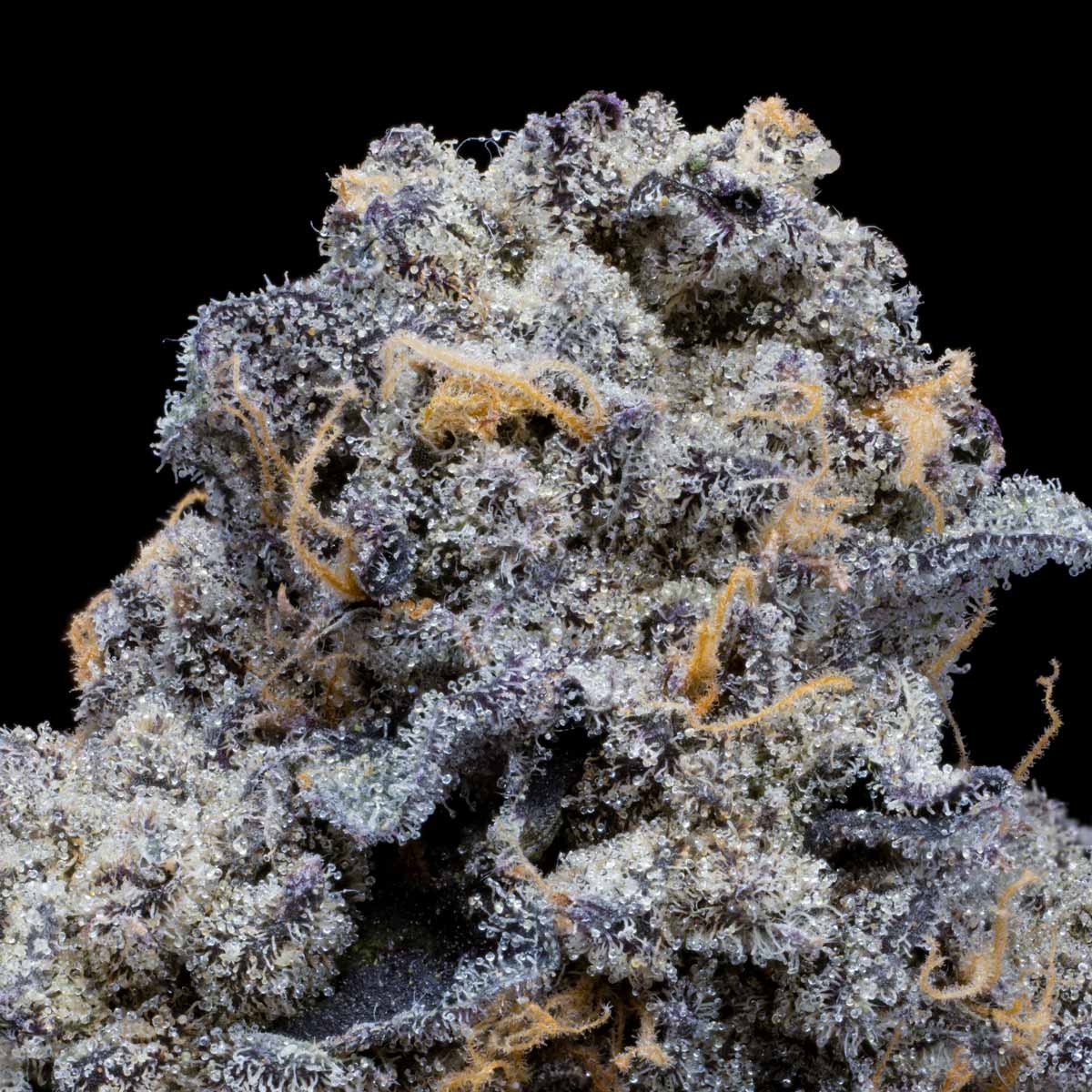 pro gro genetics moonmelon weed strain