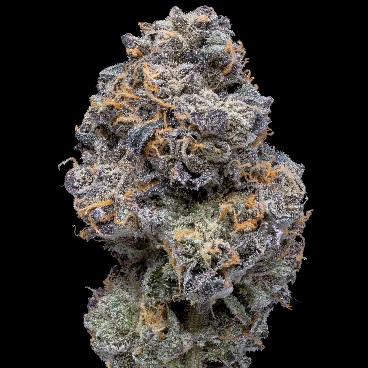 pro gro genetics moonmelon weed strain