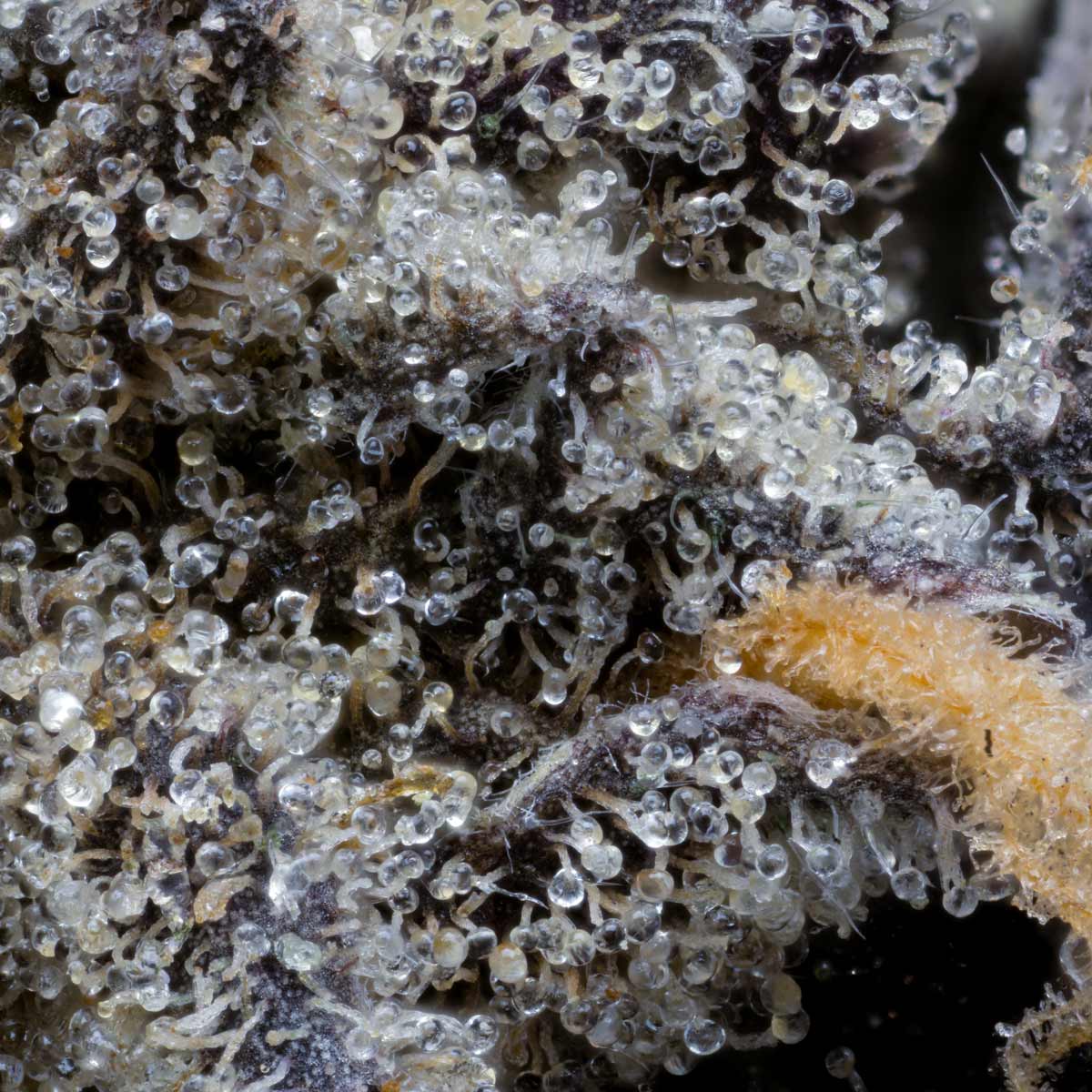 pro gro genetics moonmelon weed strain