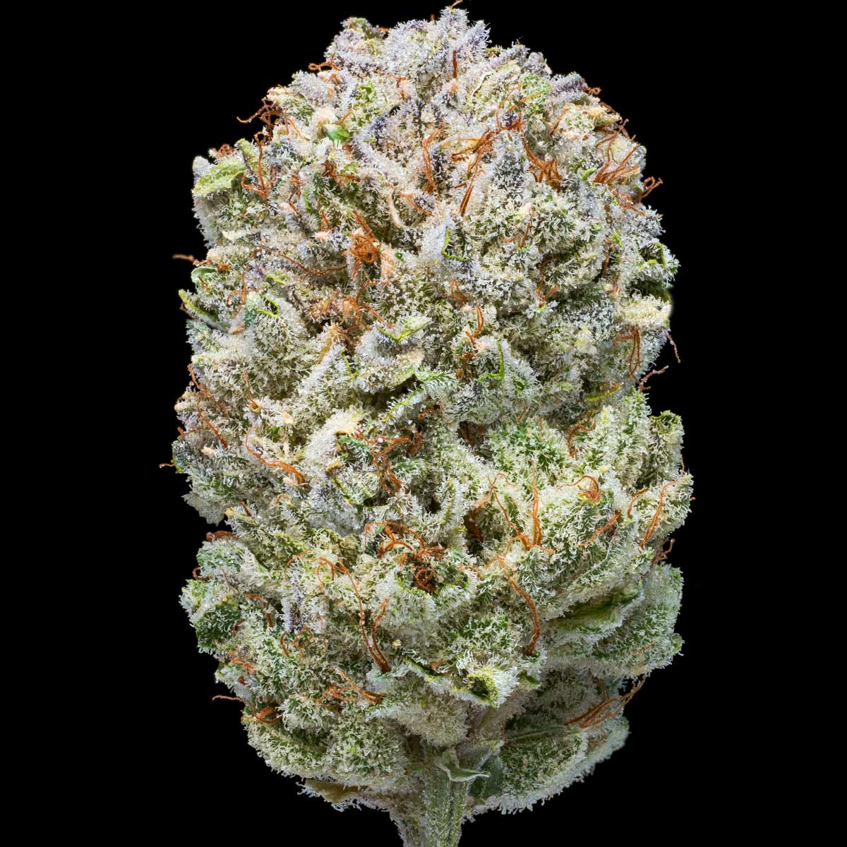 pro gro genetics outlaw glue weed strain