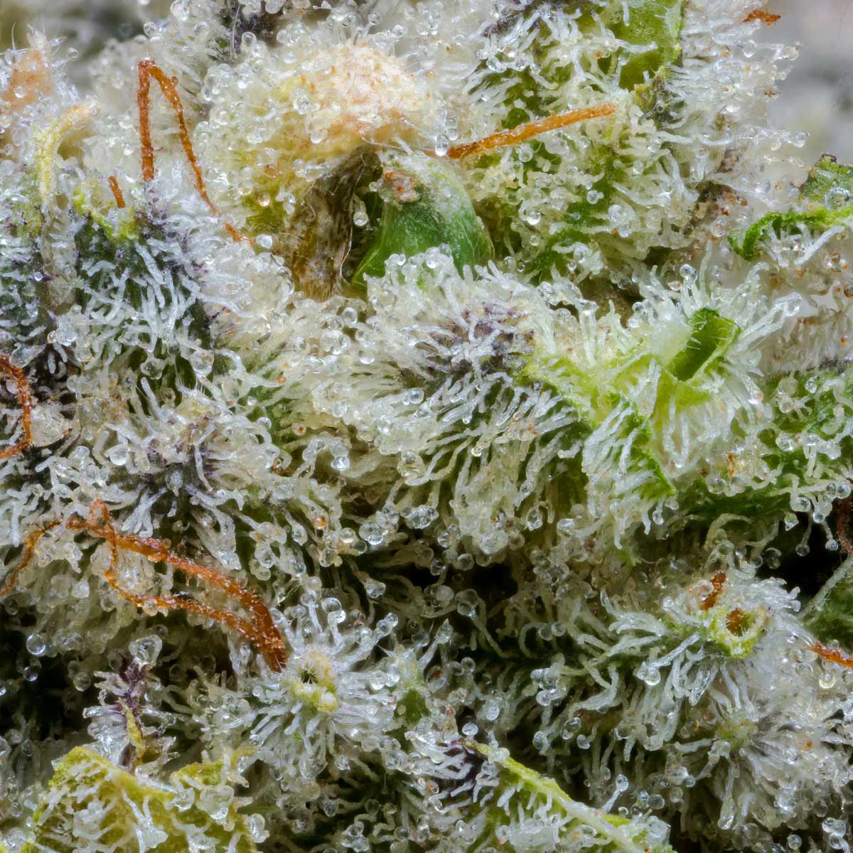 pro gro genetics outlaw glue weed strain