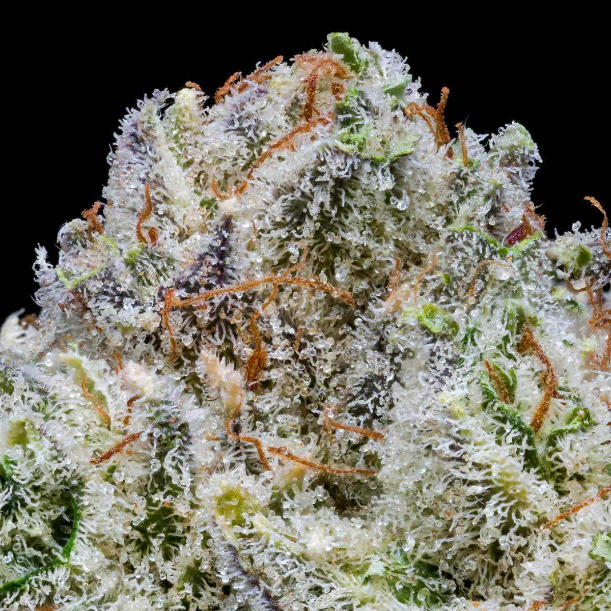 pro gro genetics outlaw glue weed strain