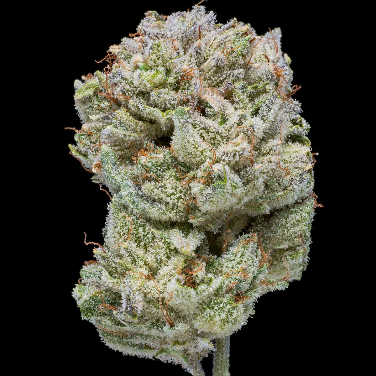 pro gro genetics outlaw glue weed strain