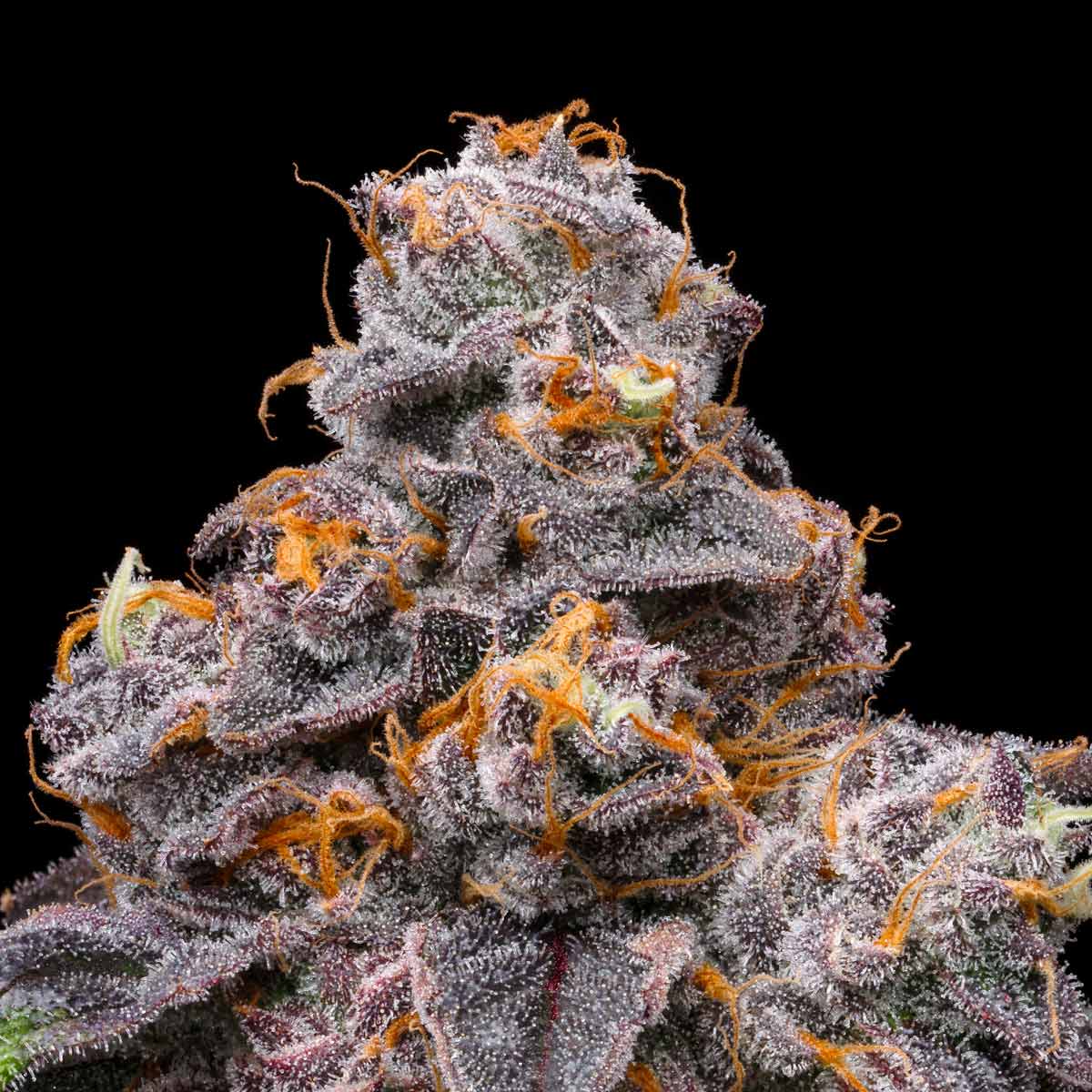 pro gro genetics pink guava weed strain