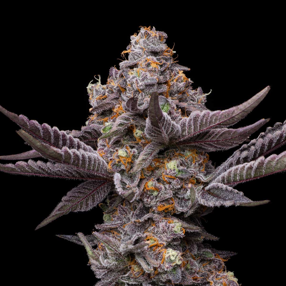 pro gro genetics pink guava weed strain