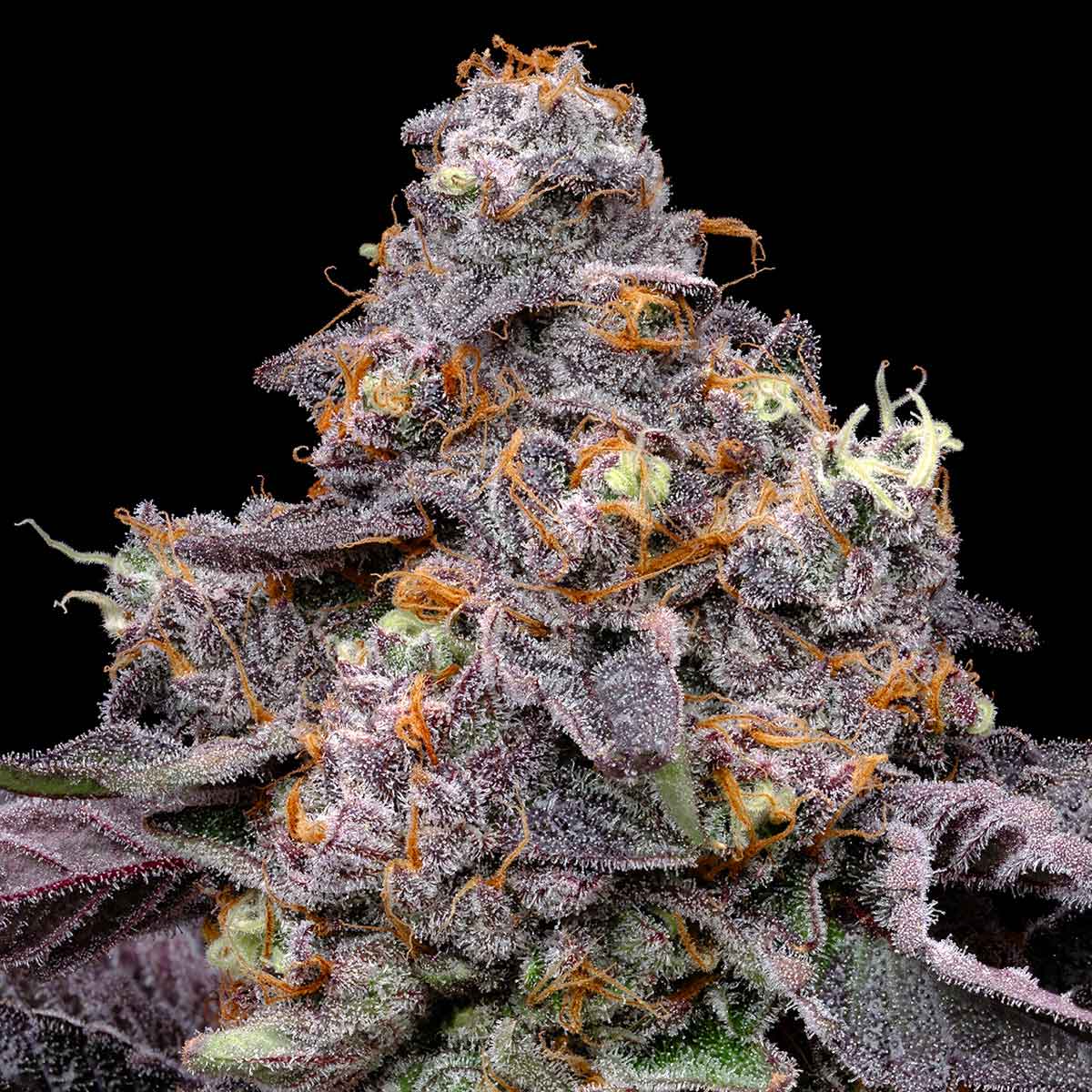 pro gro genetics pink guava weed strain