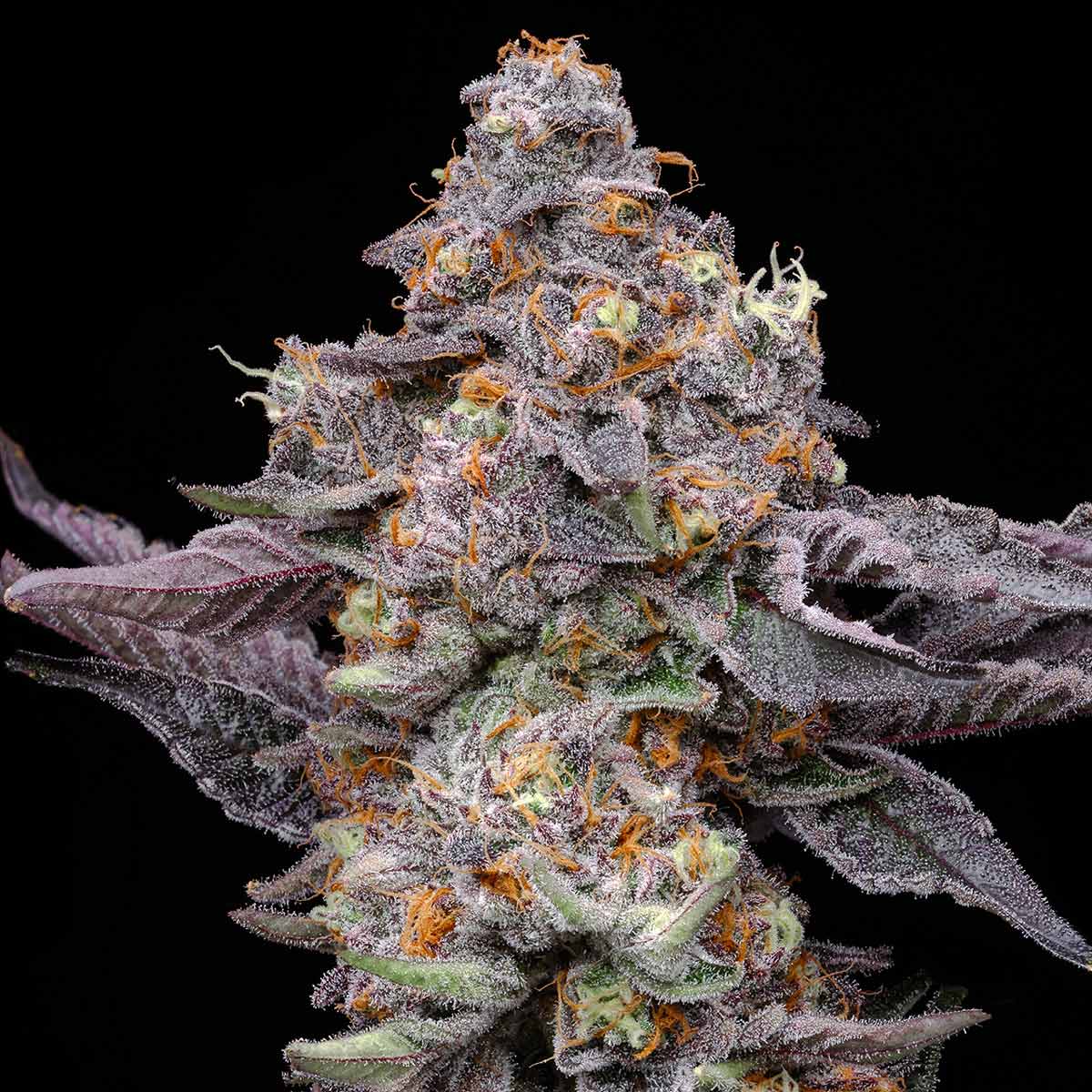pro gro genetics pink guava weed strain