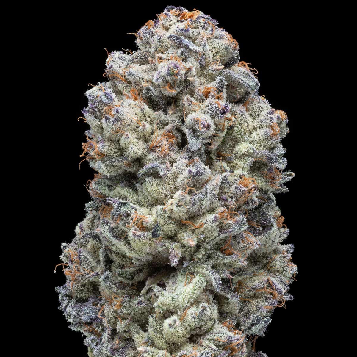 pro gro genetics planet purple cannabis strain