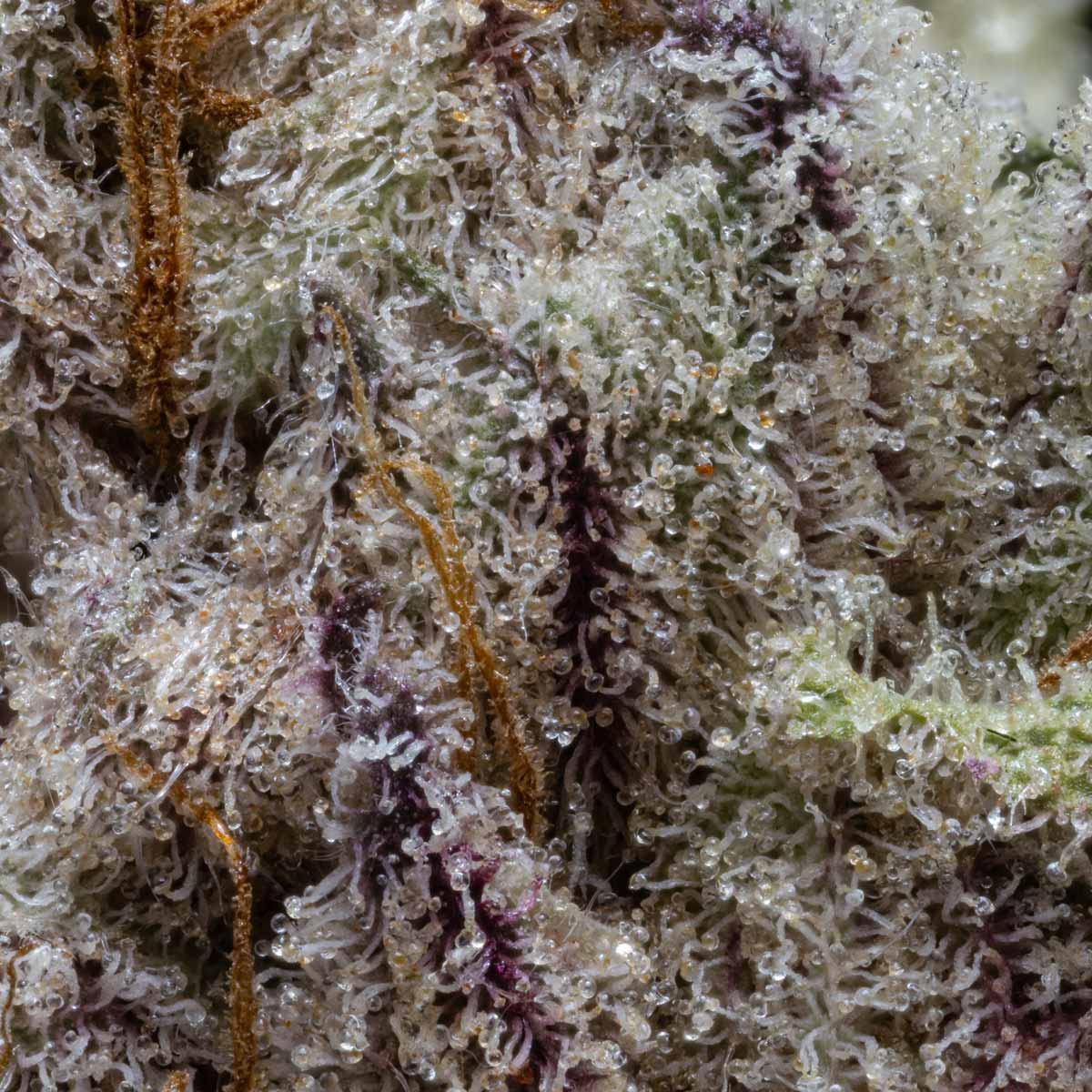 pro gro genetics planet purple cannabis strain