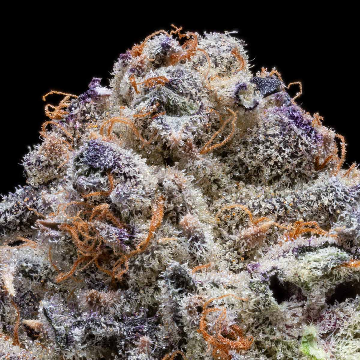 pro gro genetics planet purple cannabis strain