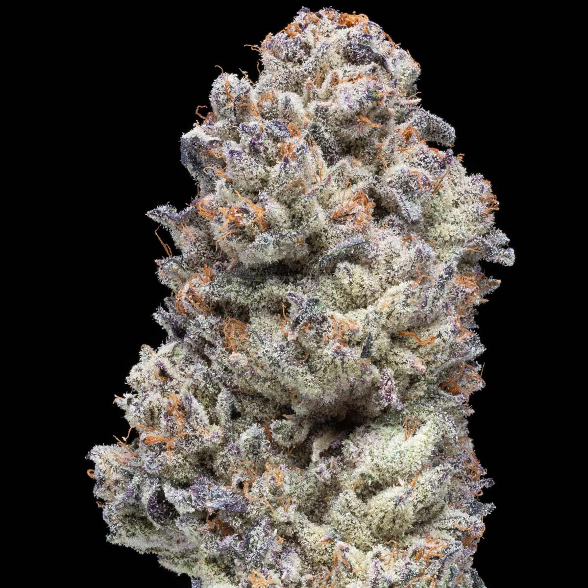 pro gro genetics planet purple cannabis strain