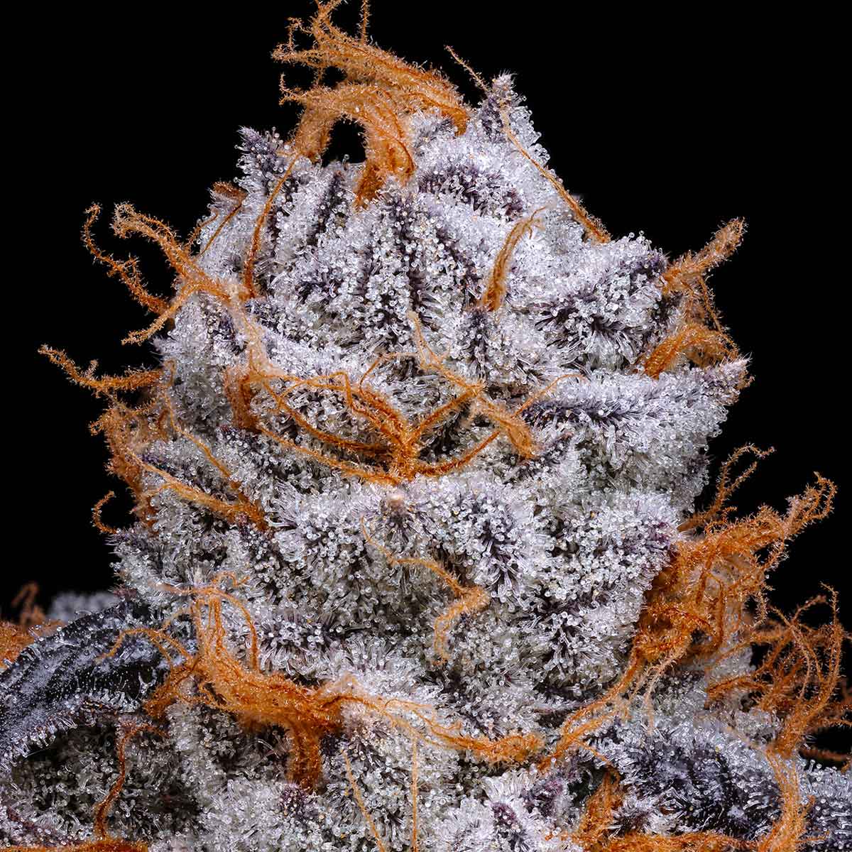 pro gro genetics pure runtz marijuana strain