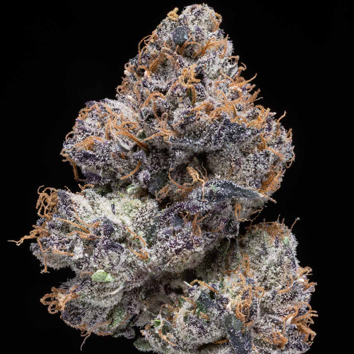 pro gro genetics pure runtz marijuana strain