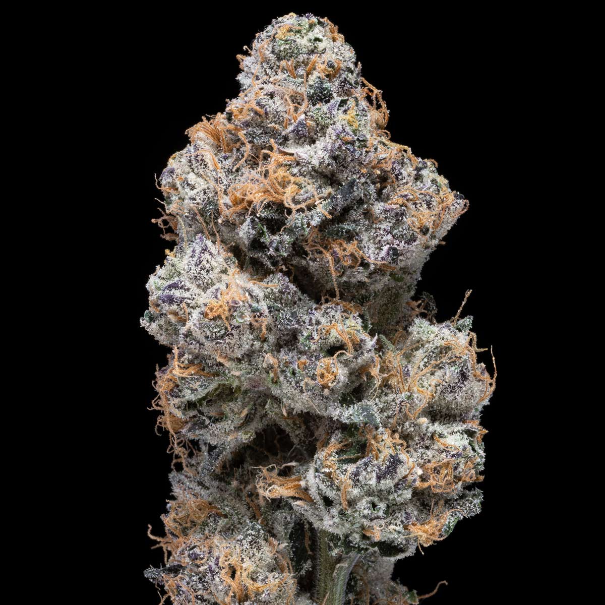 pro gro genetics pure runtz marijuana strain
