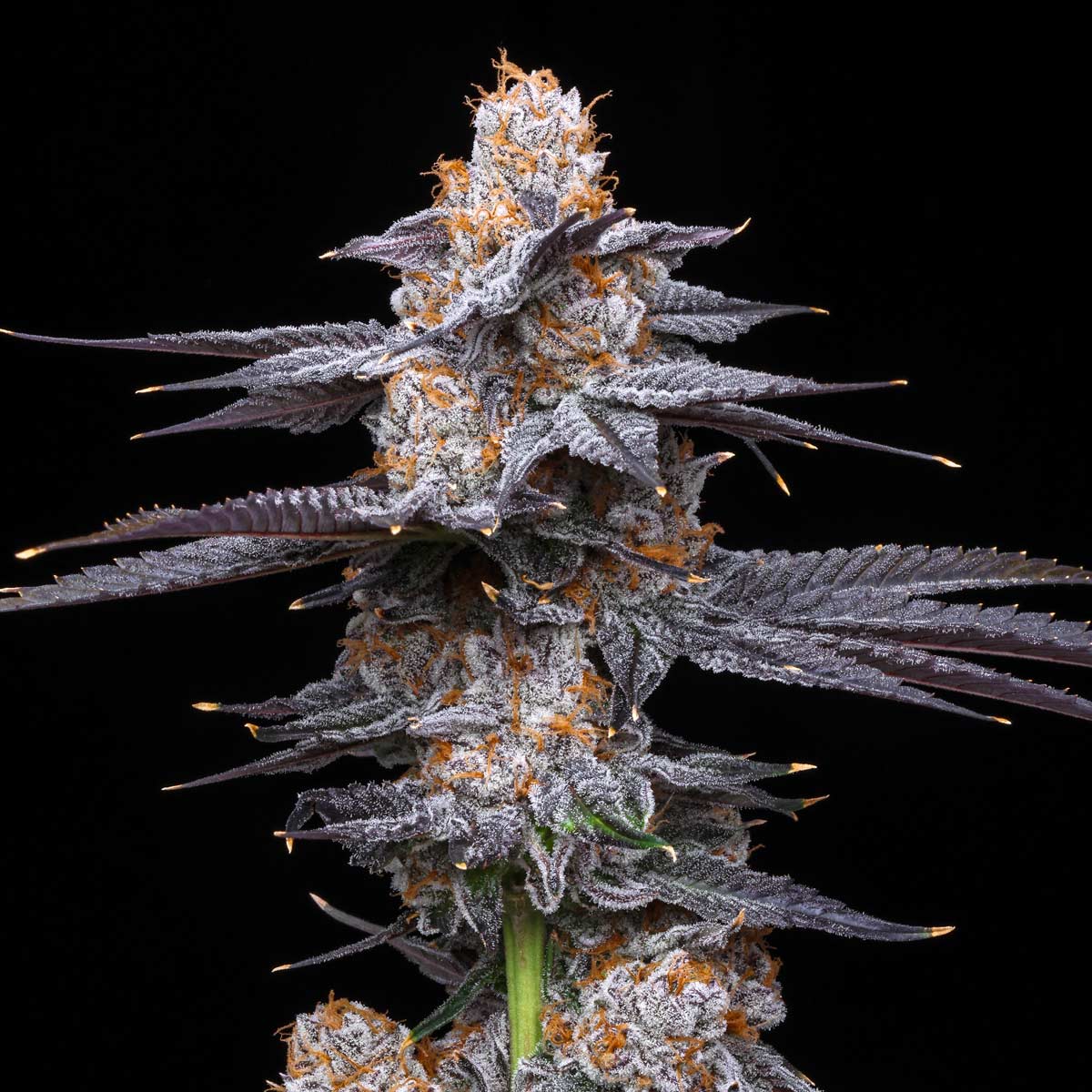 pro gro genetics pure runtz marijuana strain