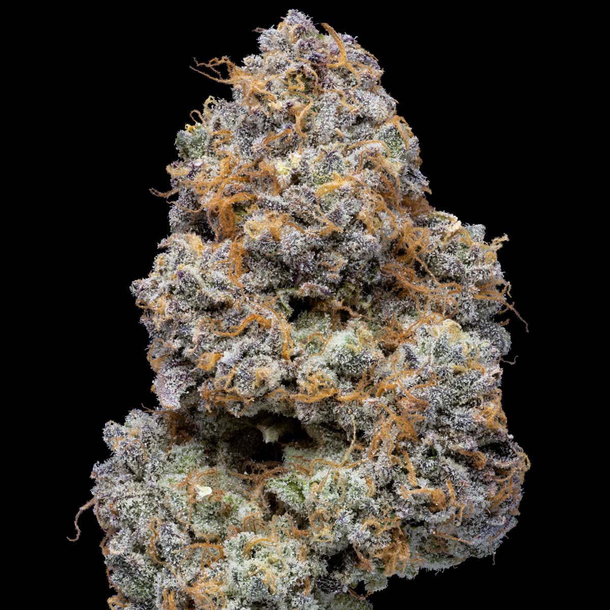 pro gro genetics jelly beltz cannabis strain