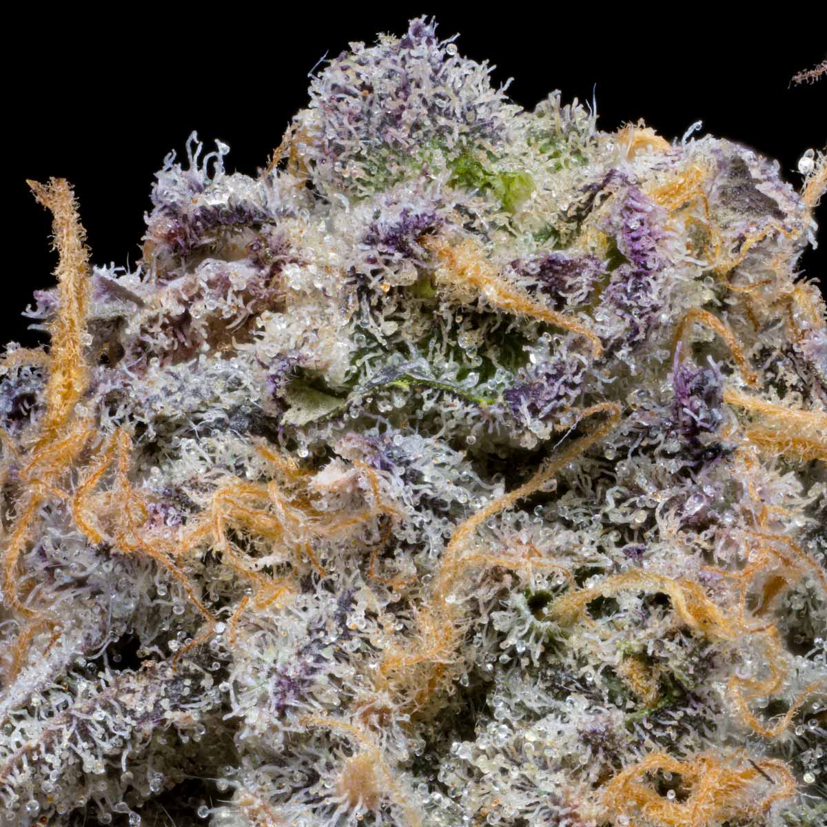 pro gro genetics jelly beltz cannabis strain