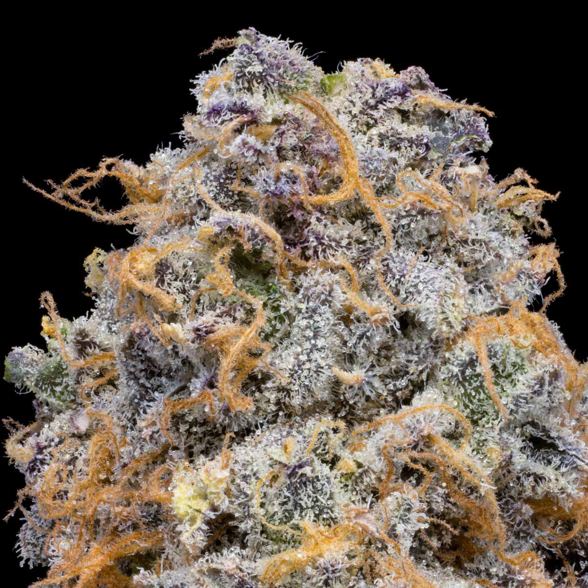 pro gro genetics jelly beltz cannabis strain