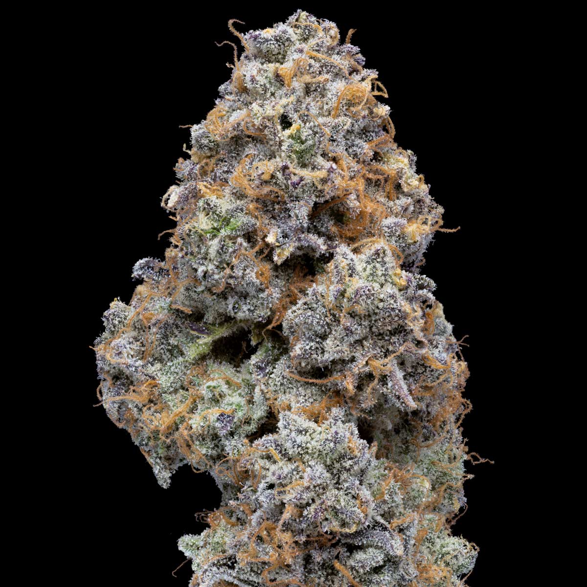 pro gro genetics jelly beltz cannabis strain