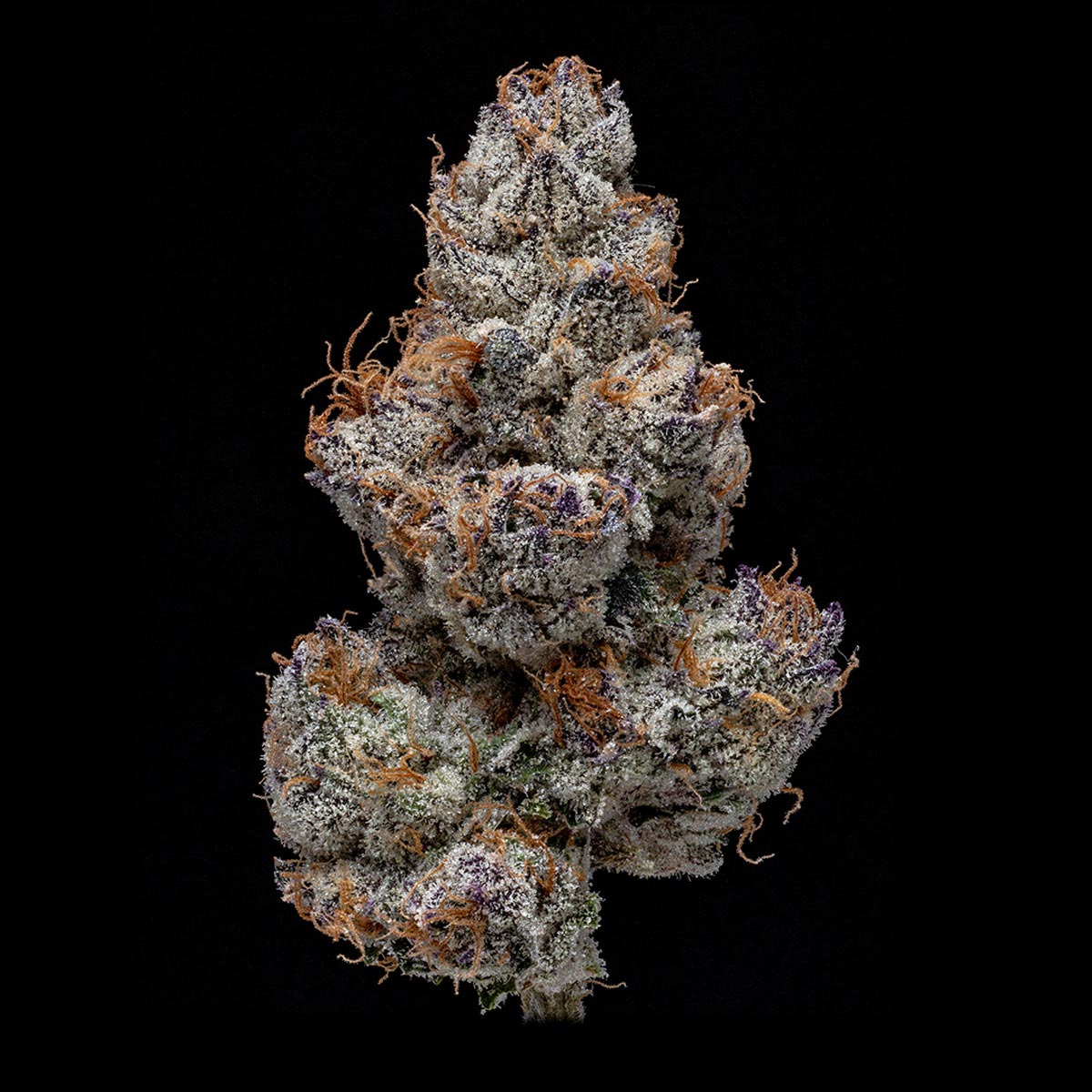 pro gro genetics pure runtz marijuana strain