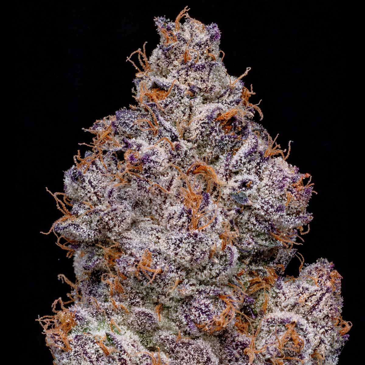 pro gro genetics red runtz cannabis strain