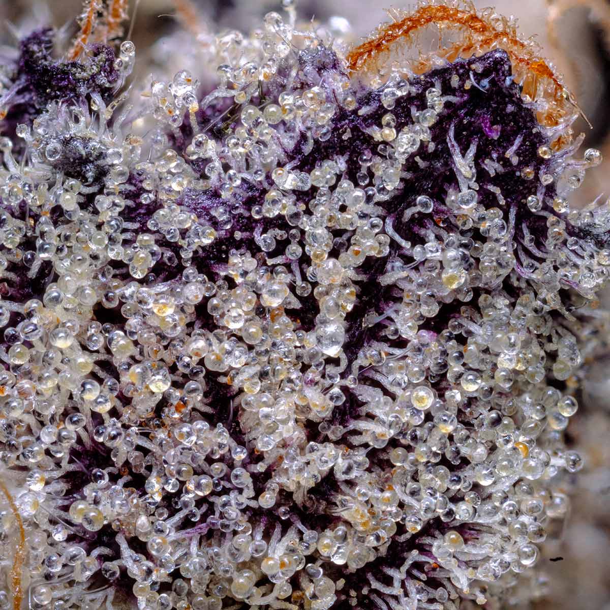 pro gro genetics red runtz cannabis strain