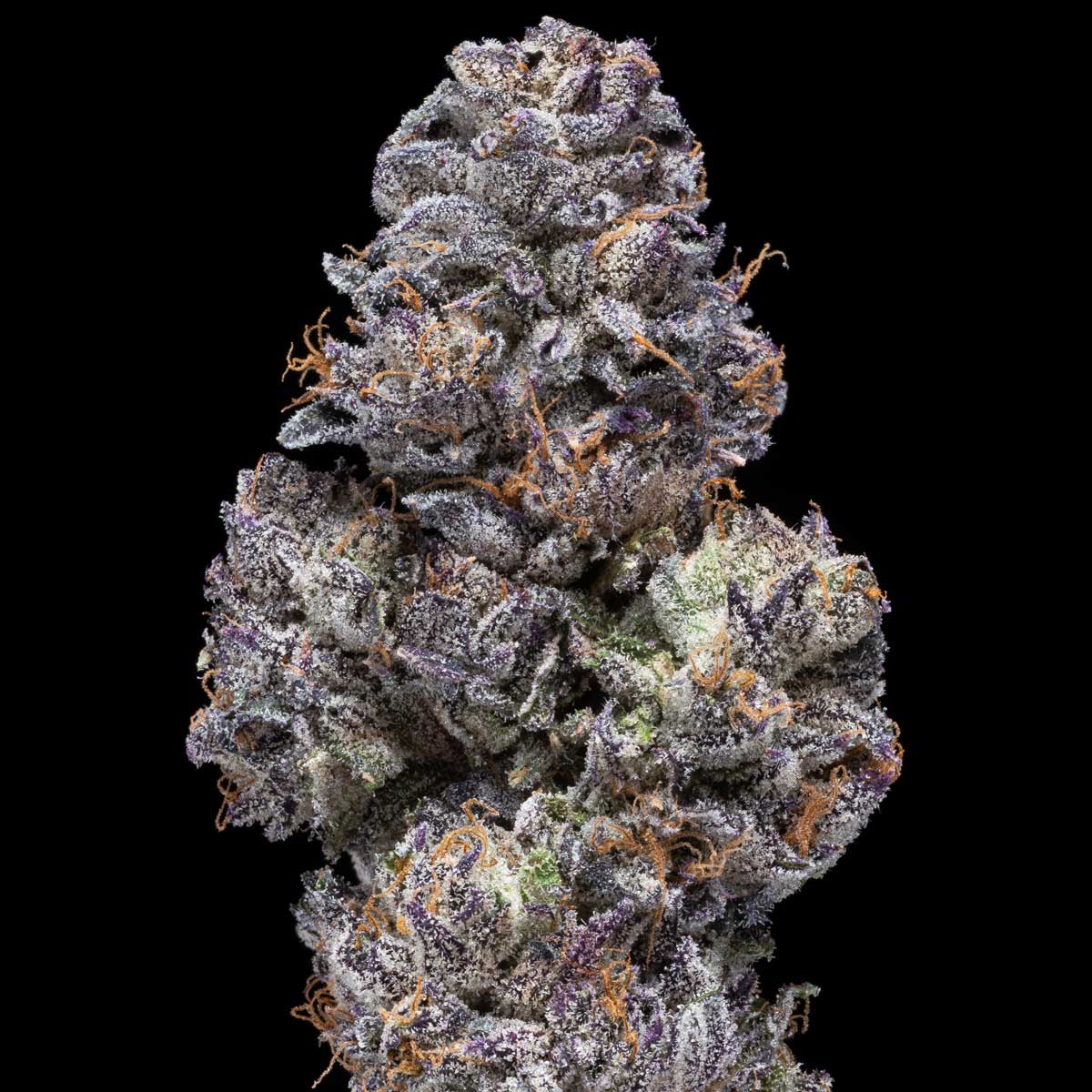 pro gro genetics sherb cream pie cannabis strain