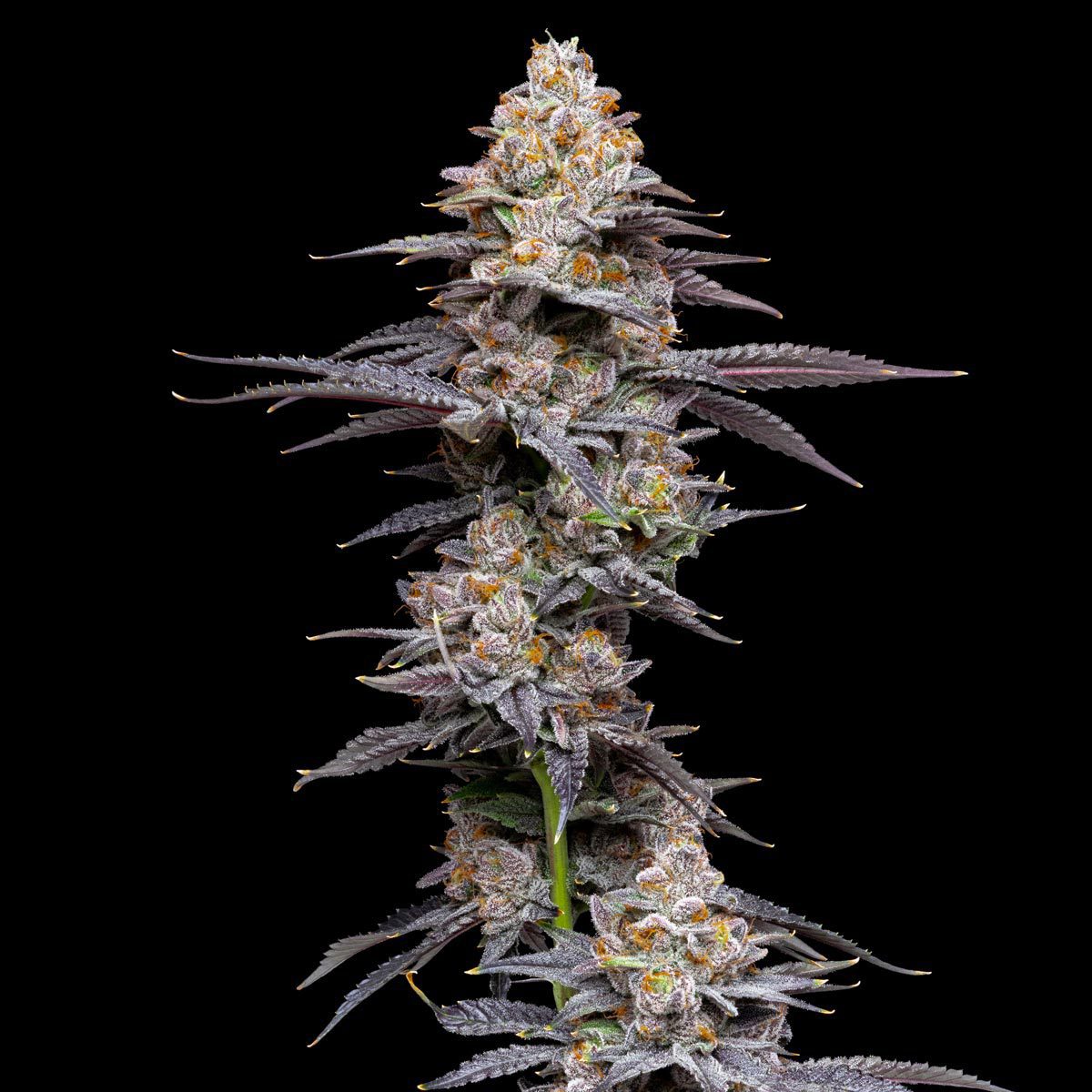 pro gro genetics space runtz marijuana strain