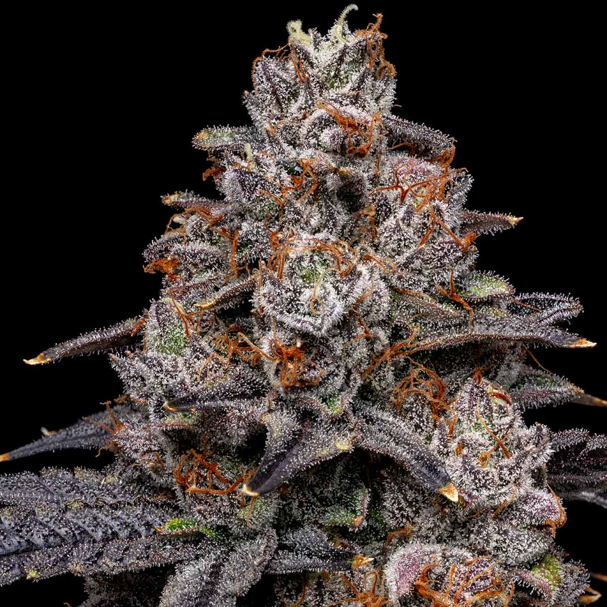 pro gro genetics space runtz marijuana strain