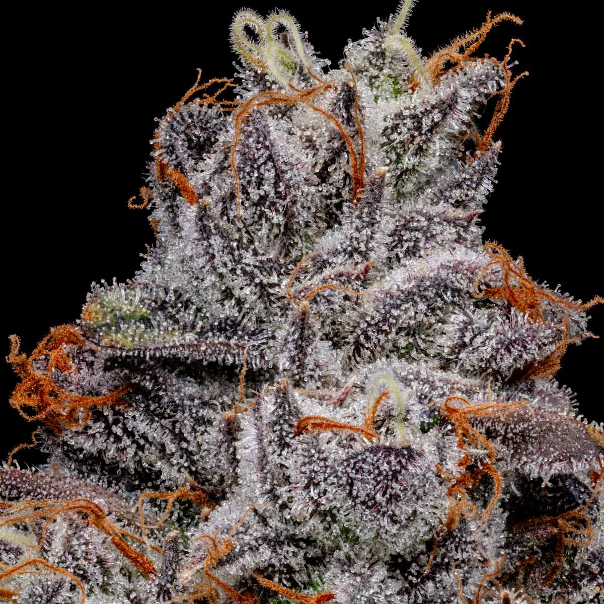 pro gro genetics space runtz marijuana strain