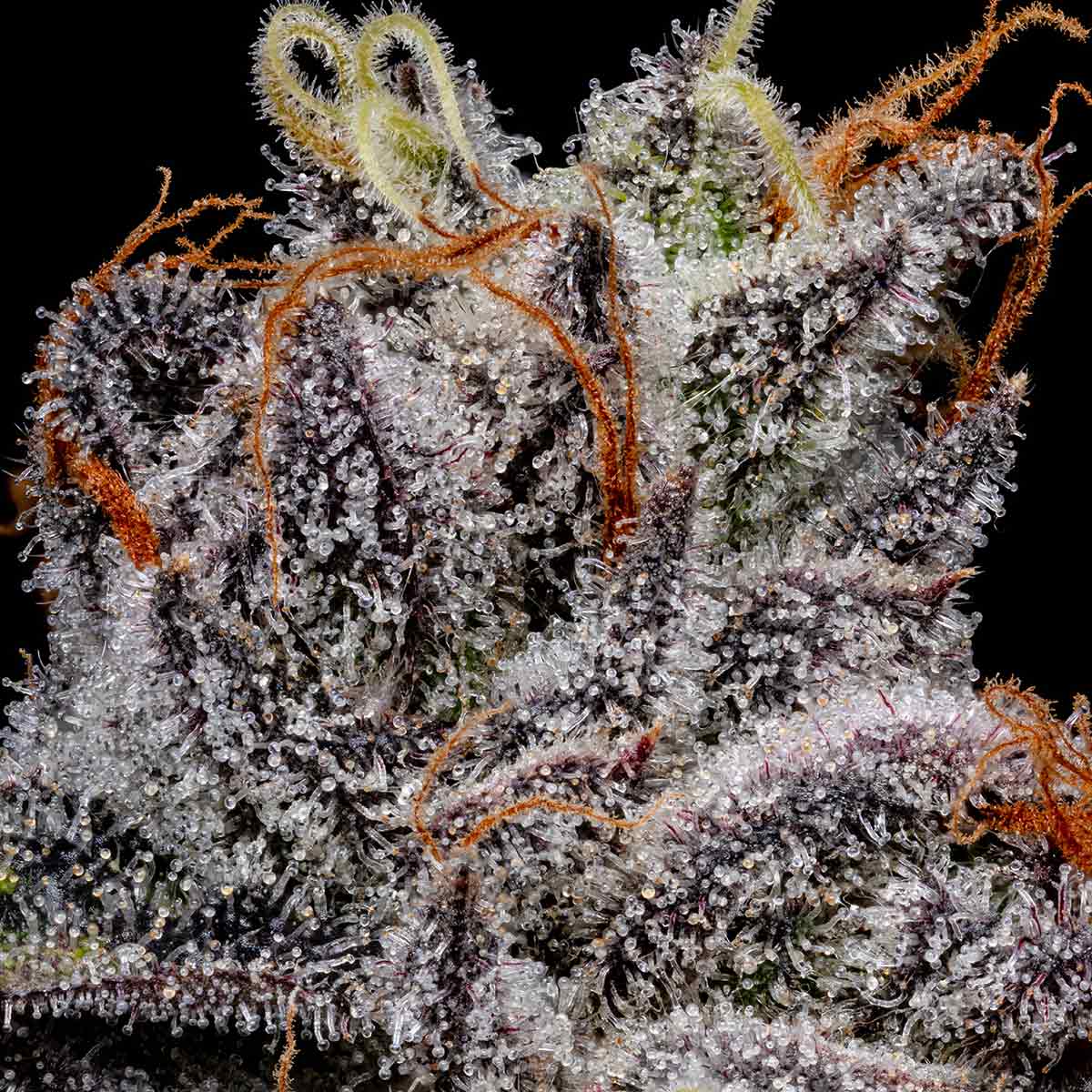 pro gro genetics space runtz marijuana strain