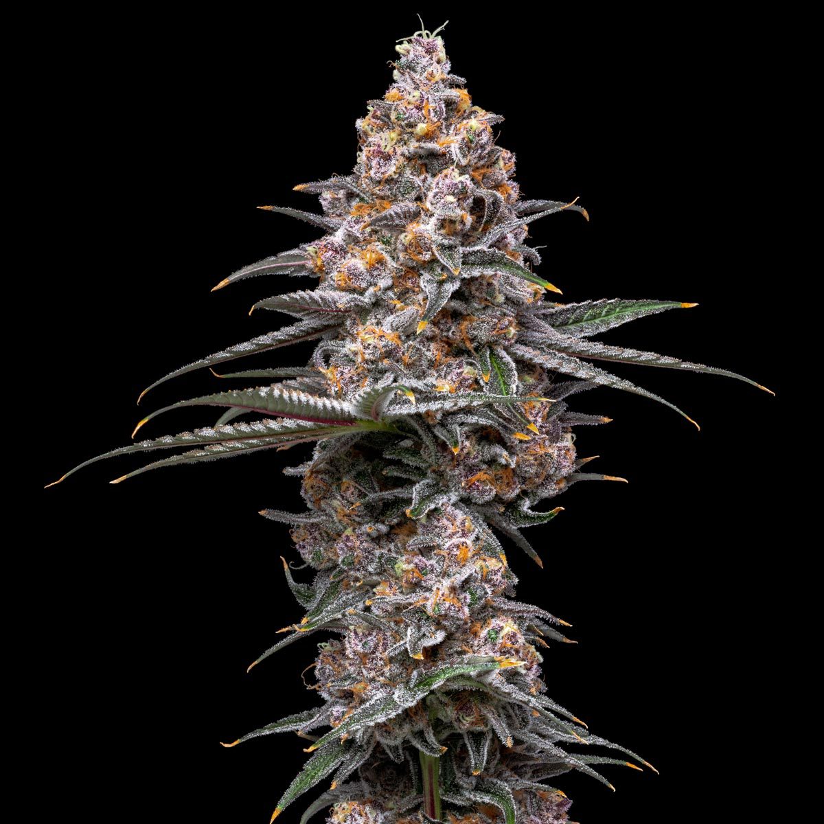 pro gro genetics super boof weed strain