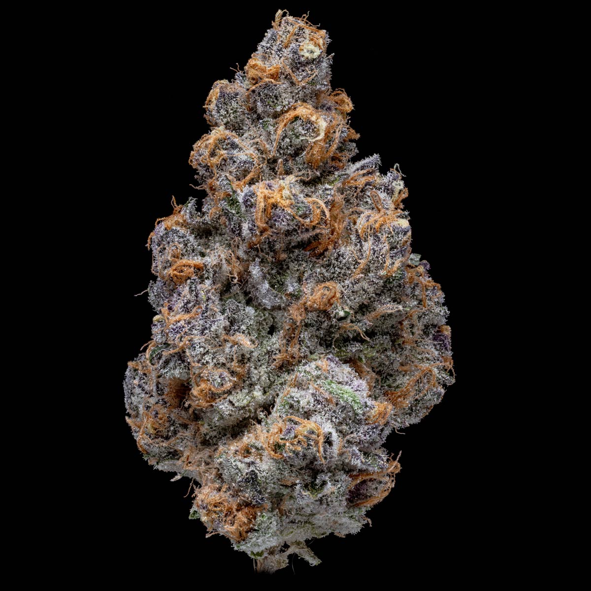 pro gro genetics super boof weed strain