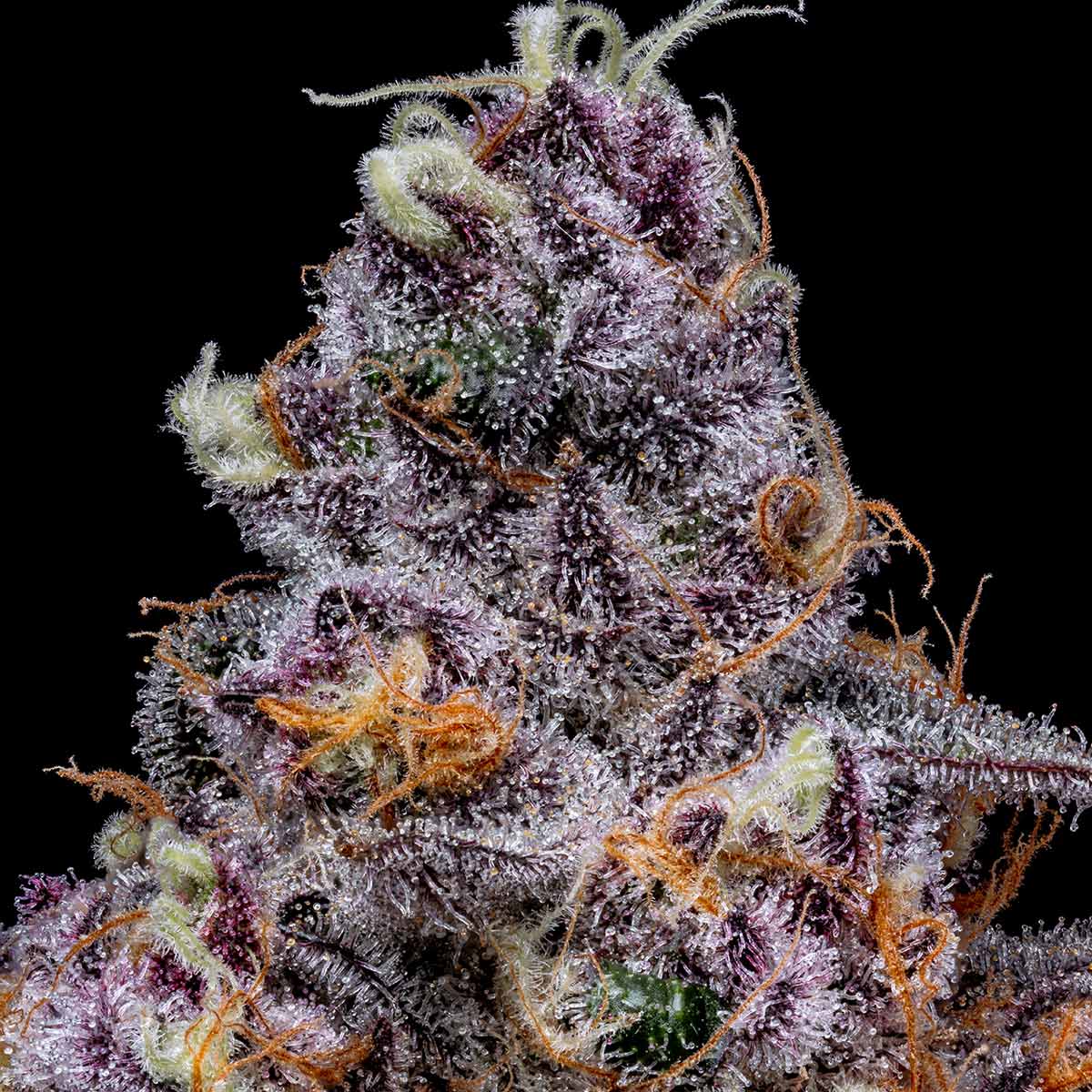 pro gro genetics super boof weed strain