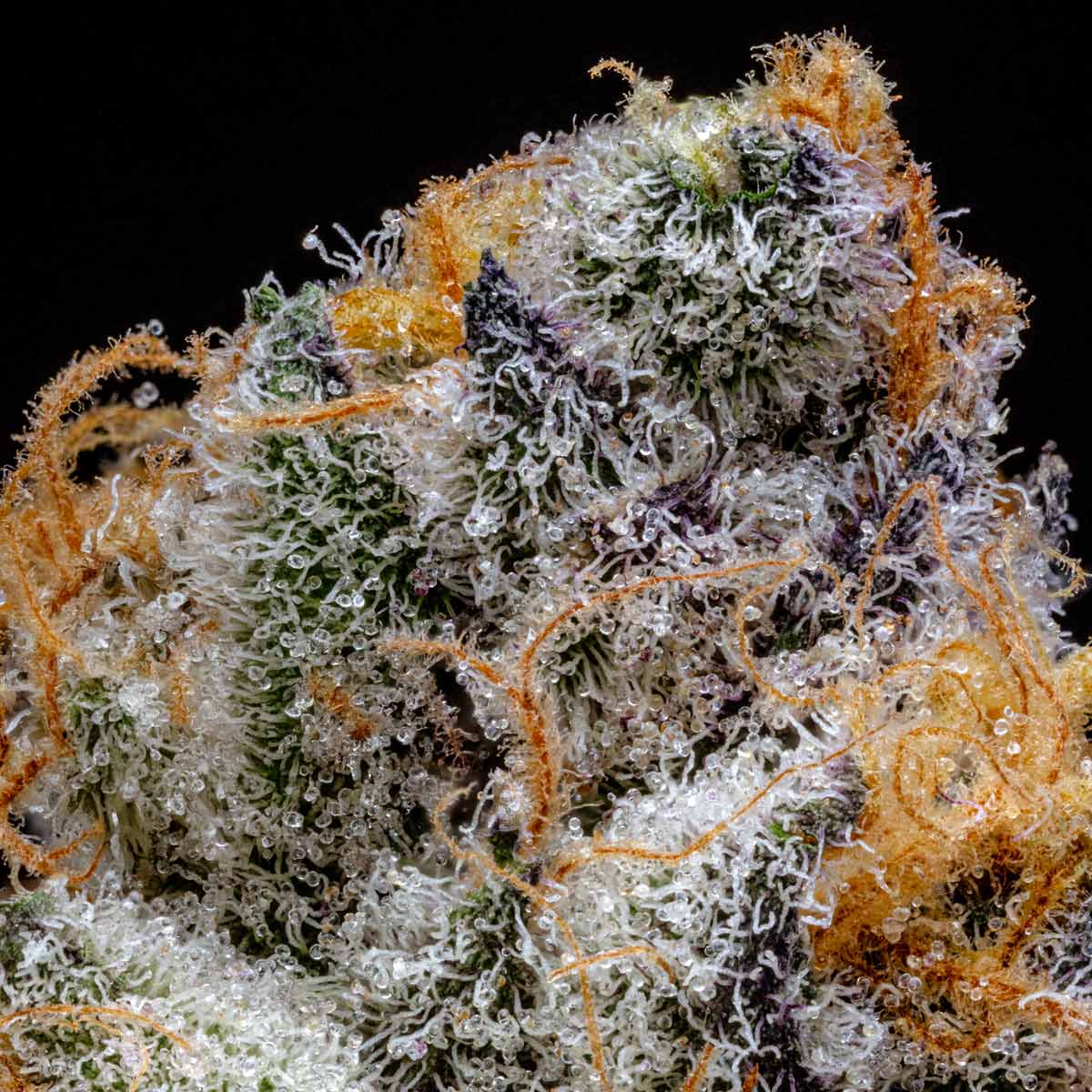 pro gro genetics super boof weed strain