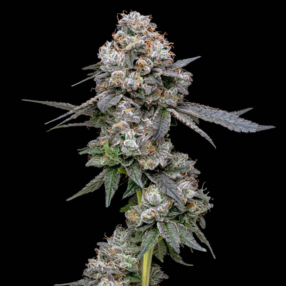 pro gro genetics watermelon zkittlez cannabis strain