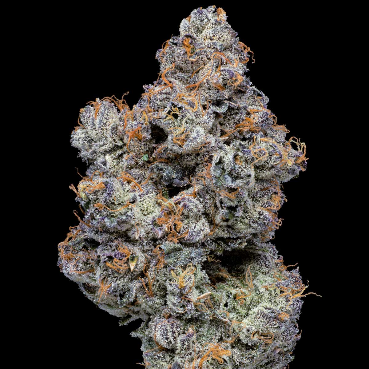 pro gro genetics watermelon zkittlez cannabis strain