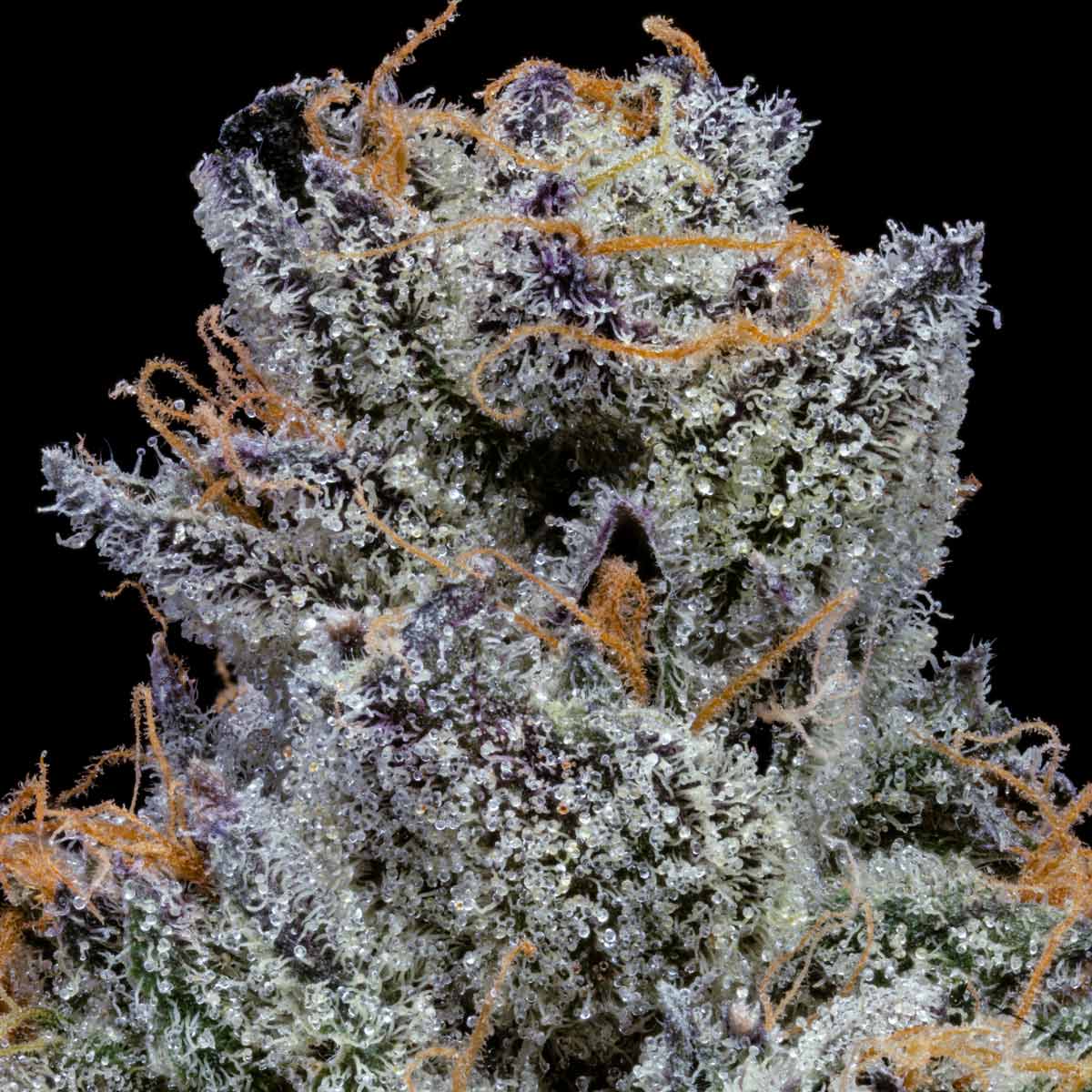 pro gro genetics watermelon zkittlez cannabis strain