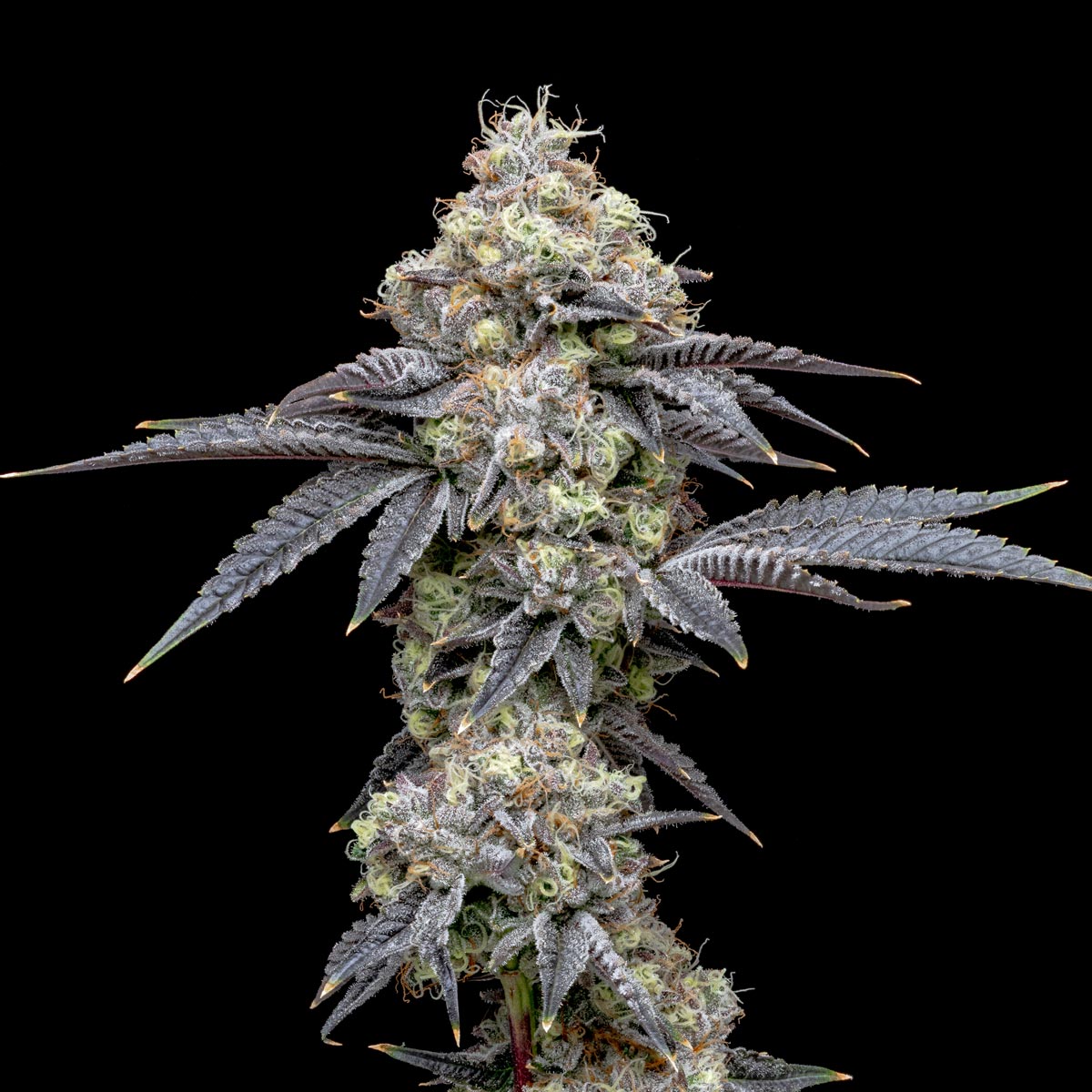 pro gro genetics wedding cake marijuana strain