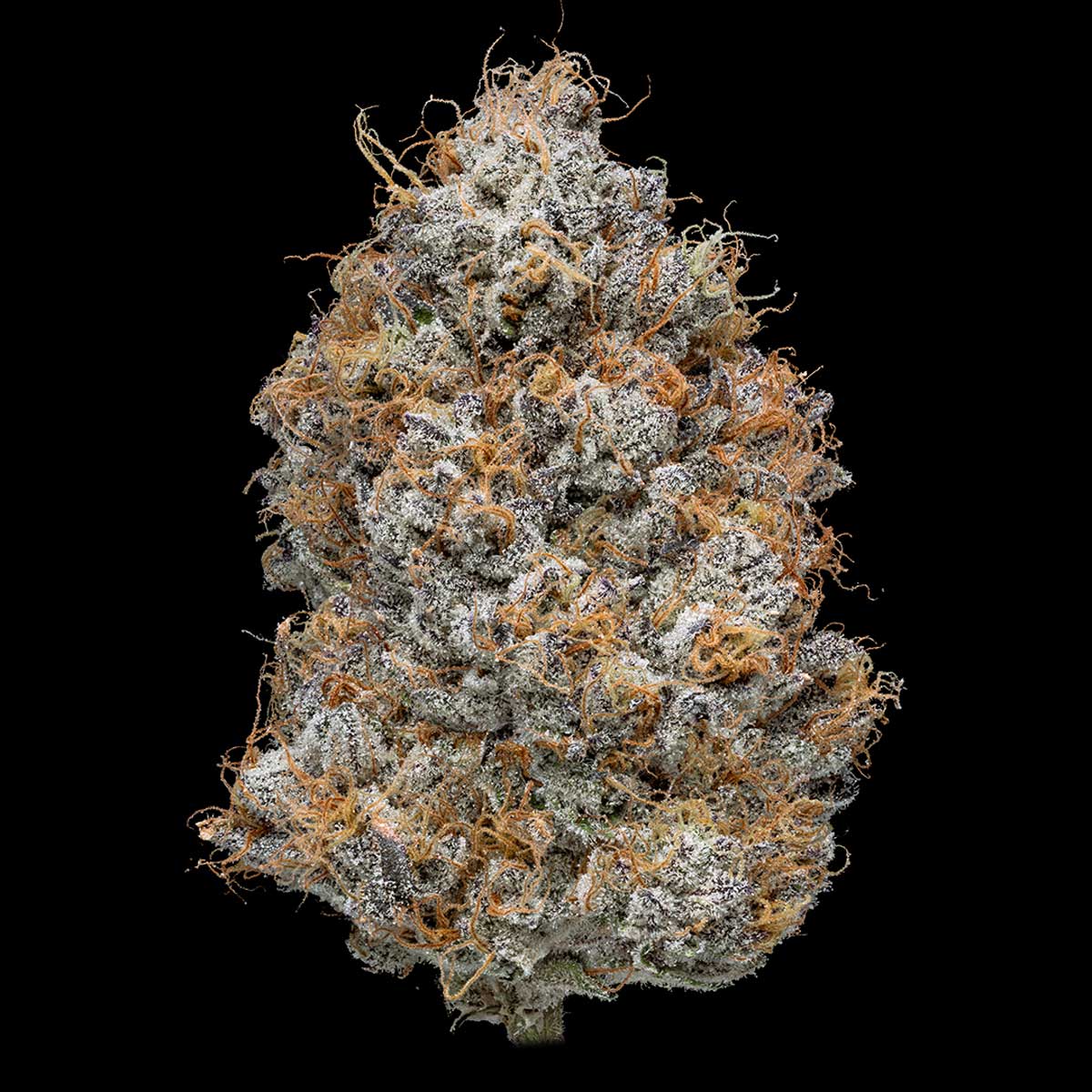 pro gro genetics wedding cake marijuana strain