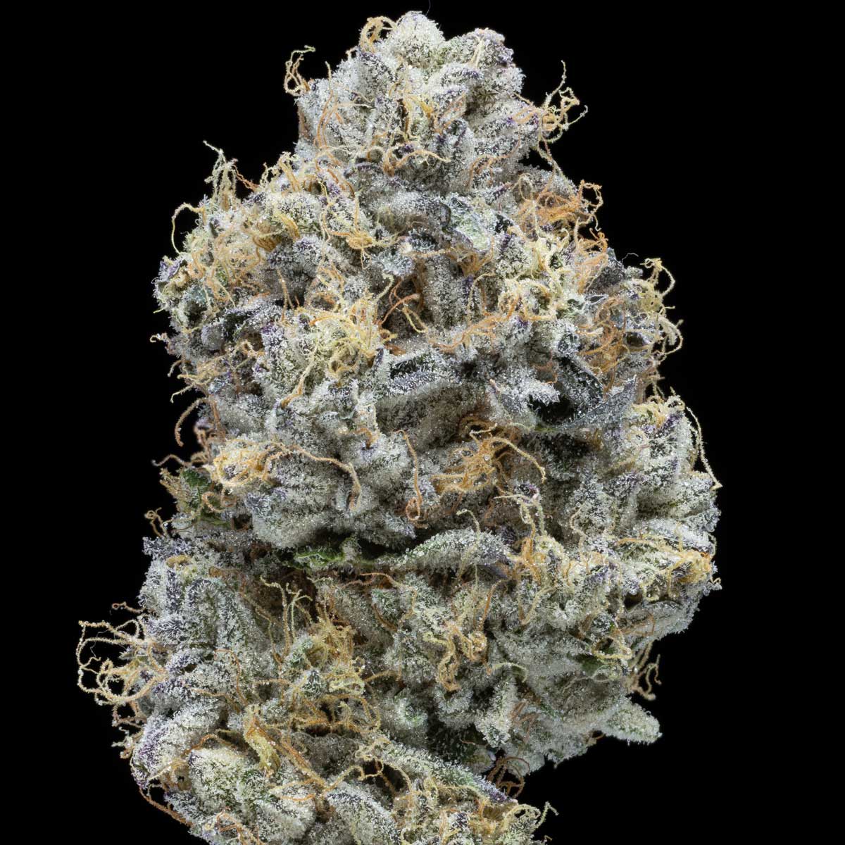 pro gro genetics wedding cake marijuana strain