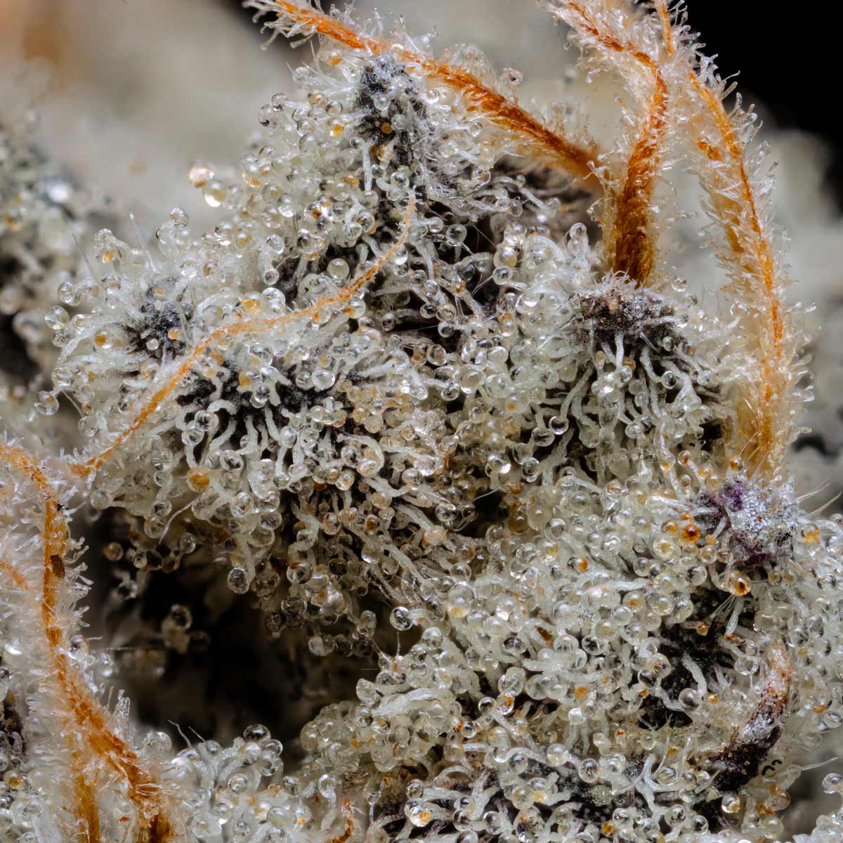 pro gro genetics wedding cake marijuana strain